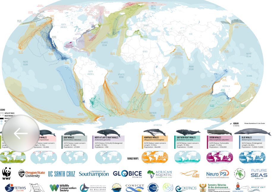 Global whale migration routes